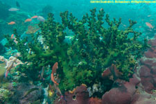 tree coral
